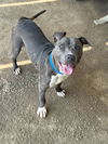 adoptable Dog in  named MILO
