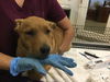 adoptable Dog in  named MERIDA