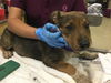 adoptable Dog in  named BELLE