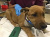 adoptable Dog in  named BRIAR ROSE