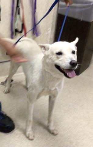 adoptable Dog in Riverside, CA named SNOW WHITE