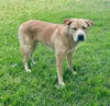 adoptable Dog in Riverside, CA named FLYNN