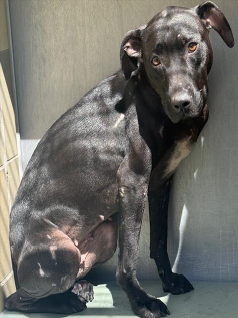 adoptable Dog in Riverside, CA named OPHELIA