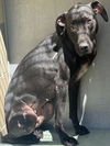 adoptable Dog in Riverside, CA named OPHELIA