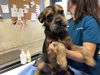 adoptable Dog in Riverside, CA named GRYFFINDOR