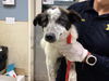 adoptable Dog in  named FANTA