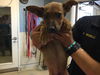 adoptable Dog in Riverside, CA named FOCACCIA