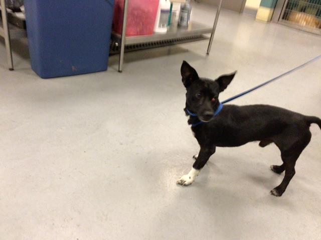 adoptable Dog in Riverside, CA named WELCHES