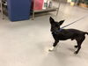 adoptable Dog in  named WELCHES