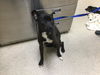 adoptable Dog in Riverside, CA named PAPA BEAR