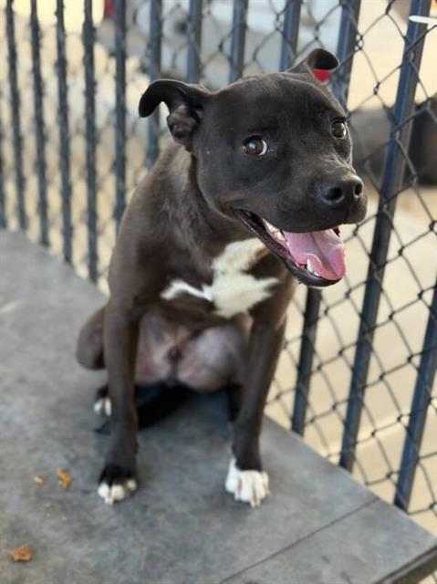 adoptable Dog in Riverside, CA named PAPA BEAR