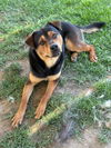adoptable Dog in Riverside, CA named ROLO
