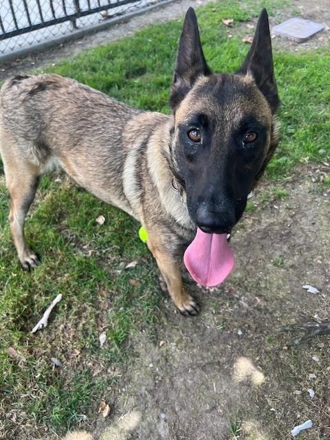adoptable Dog in Riverside, CA named LUNA