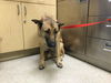 adoptable Dog in Riverside, CA named BELLA