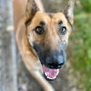 adoptable Dog in  named BELLA