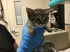 adoptable Cat in Riverside, CA named LOLA
