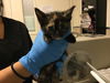 adoptable Cat in Riverside, CA named LUCKY