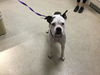 adoptable Dog in  named SUNNY