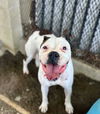 adoptable Dog in Riverside, CA named SUNNY