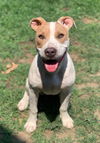 adoptable Dog in Riverside, CA named SOPH