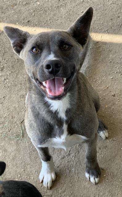 adoptable Dog in Riverside, CA named CHARCOAL