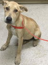 adoptable Dog in  named SLUSHIE