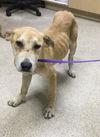 adoptable Dog in  named FABIO