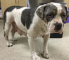 adoptable Dog in Riverside, CA named BARBIE