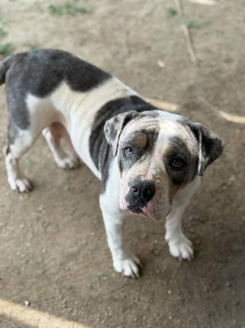 adoptable Dog in Riverside, CA named BARBIE