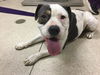 adoptable Dog in Riverside, CA named SPOT