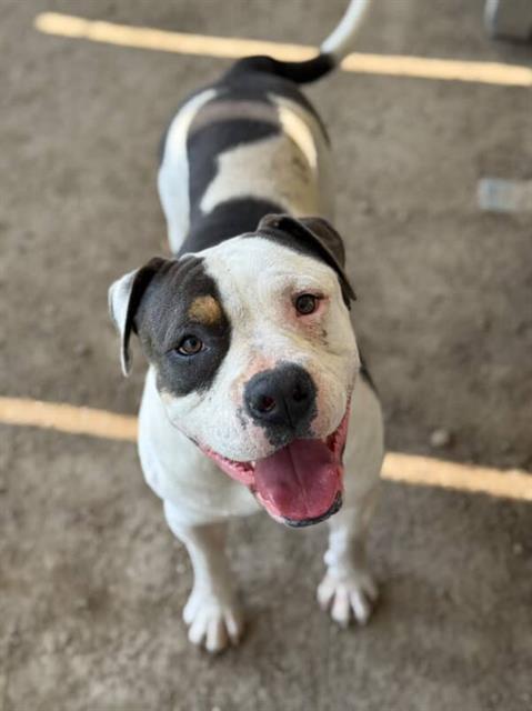 adoptable Dog in Riverside, CA named SPOT