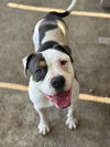 adoptable Dog in Riverside, CA named SPOT