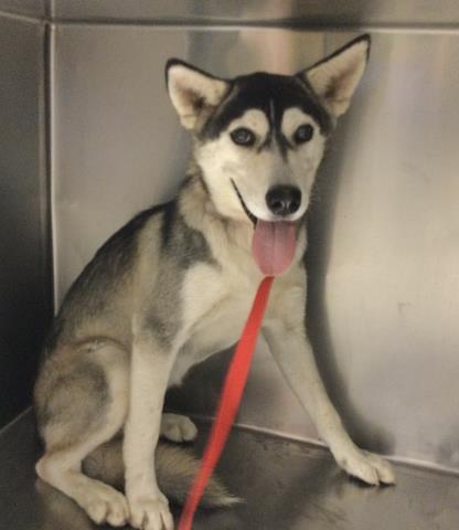adoptable Dog in Riverside, CA named HANNAH