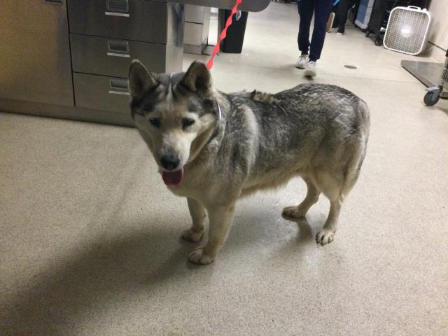 adoptable Dog in Riverside, CA named SNOW WHITE