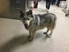 adoptable Dog in Riverside, CA named SNOW WHITE