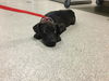 adoptable Dog in Riverside, CA named COCO
