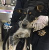 adoptable Dog in  named HOPSCOTCH