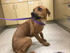 adoptable Dog in  named MAPLE
