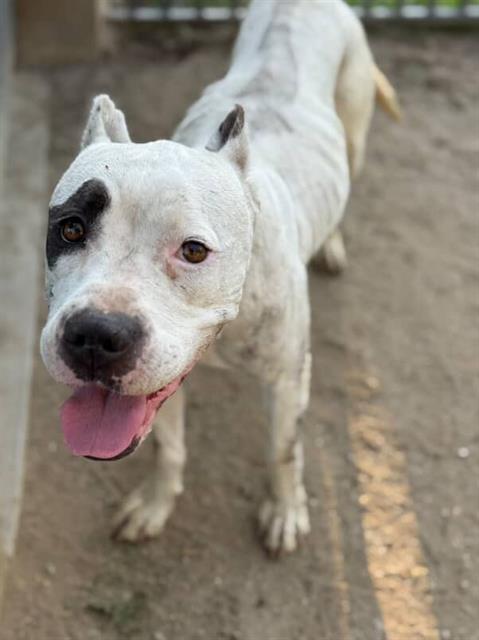adoptable Dog in Riverside, CA named MOMMA BEAR