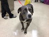 adoptable Dog in Riverside, CA named BLUEY