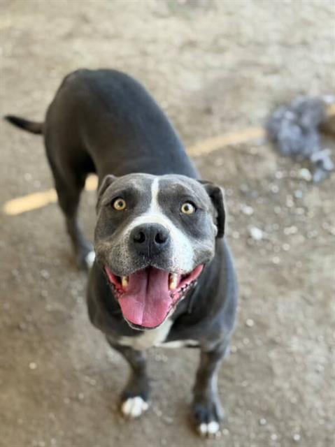 adoptable Dog in Riverside, CA named BLUEY