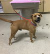 adoptable Dog in  named BUTCH