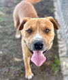 adoptable Dog in Riverside, CA named BUTCH