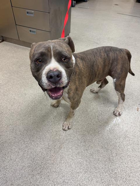 adoptable Dog in Riverside, CA named HERCULES