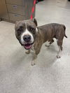 adoptable Dog in  named HERCULES