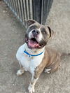 adoptable Dog in Riverside, CA named HERCULES