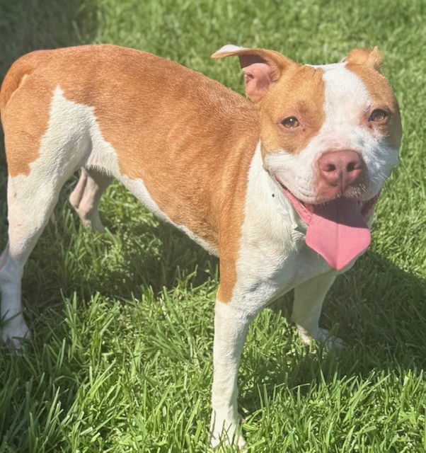 adoptable Dog in Riverside, CA named TWINE