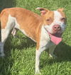 adoptable Dog in  named TWINE