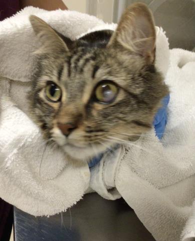adoptable Cat in Riverside, CA named CLEO