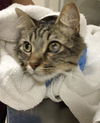 adoptable Cat in  named CLEO